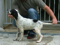 CHIOT