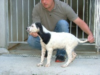CHIOT