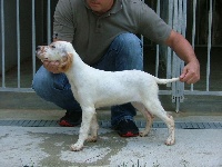 CHIOT